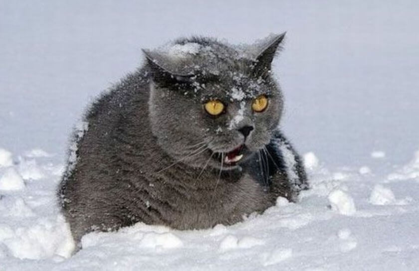 very mad kitty in snow