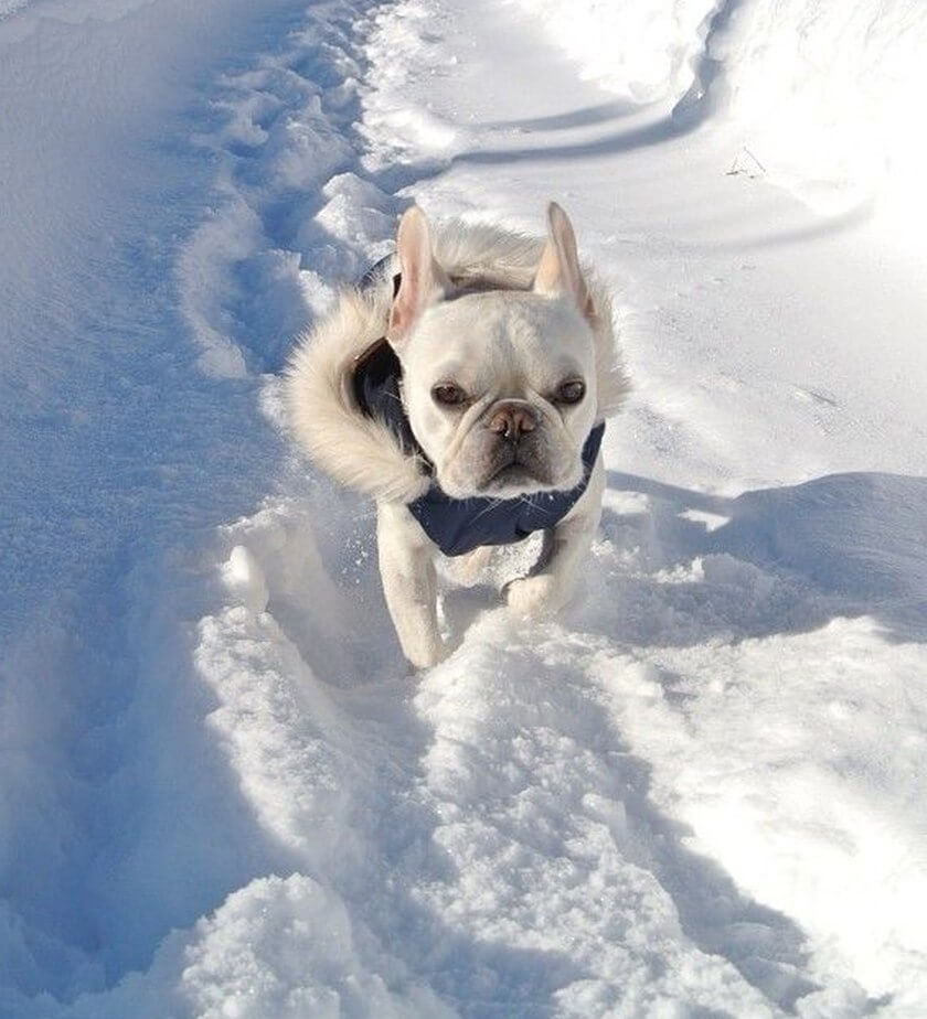 Purina, Wal-Mart face another lawsuit over lethal jerky treats from ...