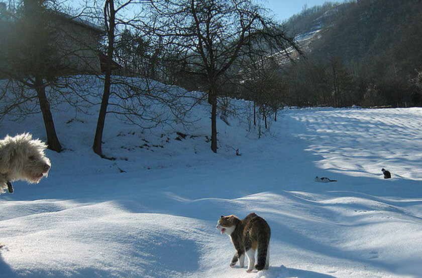 dog and cats in snow