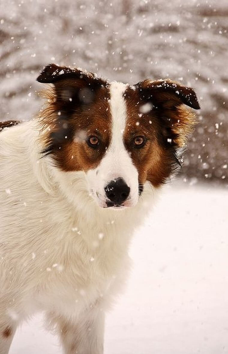 snow dog eyes snowstorm