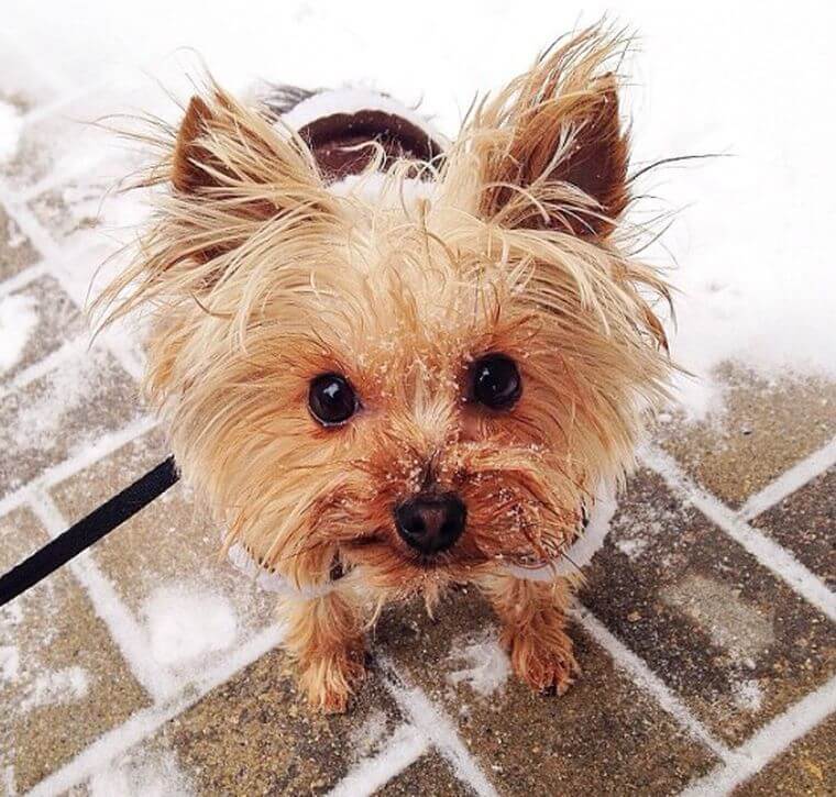 yorkie in snow