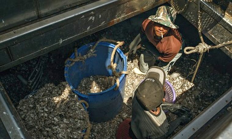 Thailand seafood industry and slavery : Thai 'trashfish' workers unload trashfish for shrimps