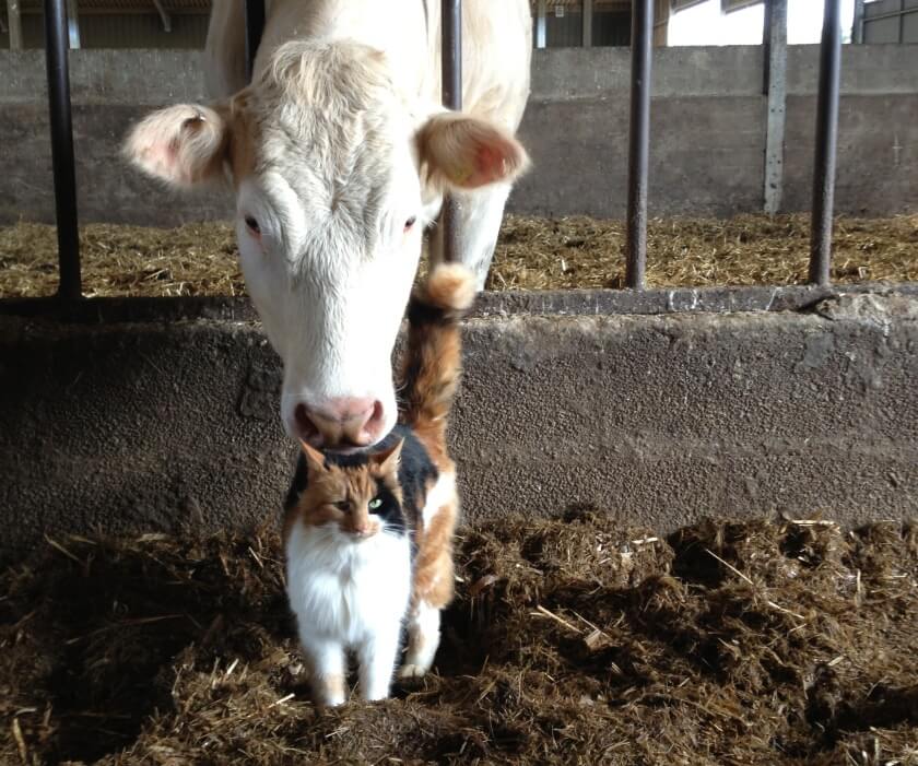 cat and cow best friends