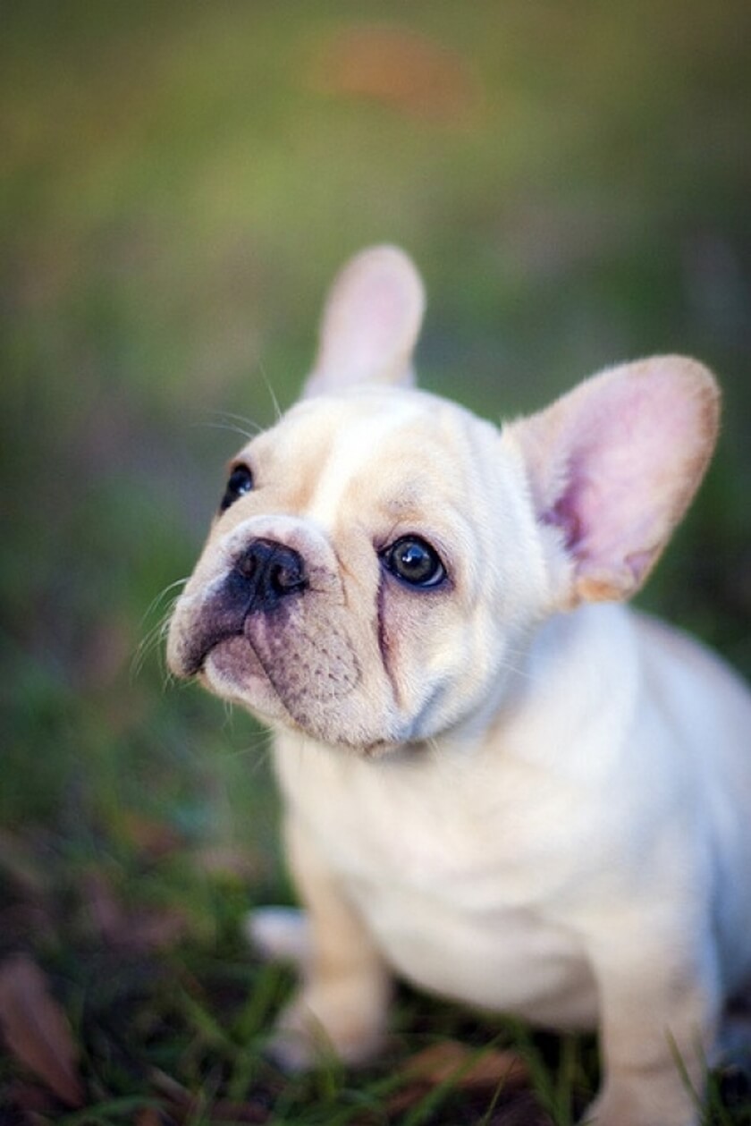 cute-french-bulldog