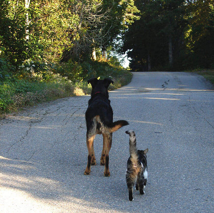 dog and cat walk along road in the country