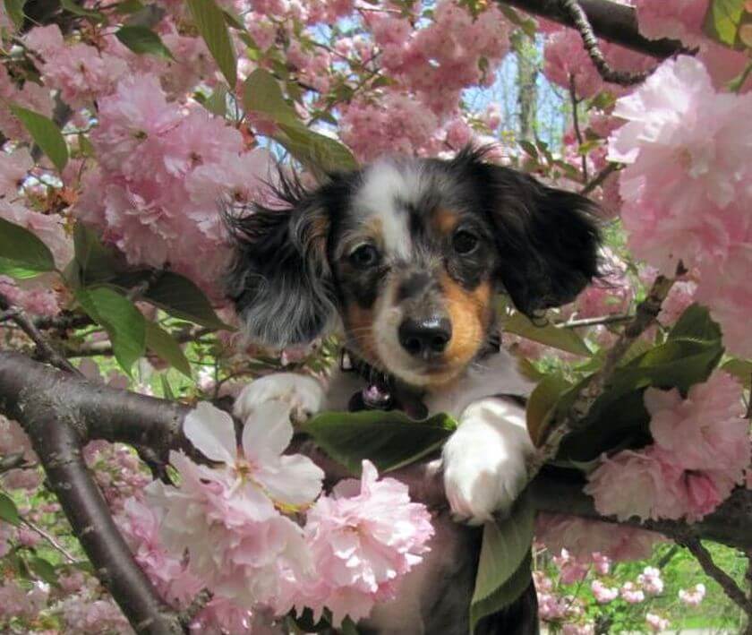 cute dog in bloomin tree