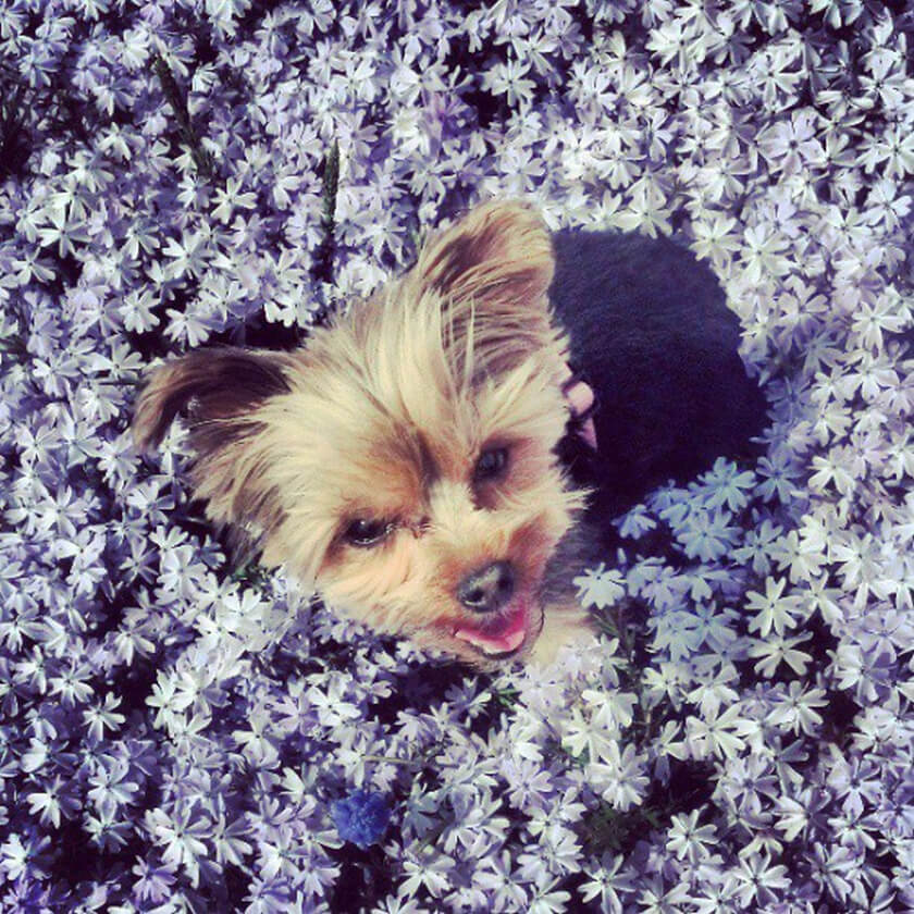 blue flowers field summer cute small dog