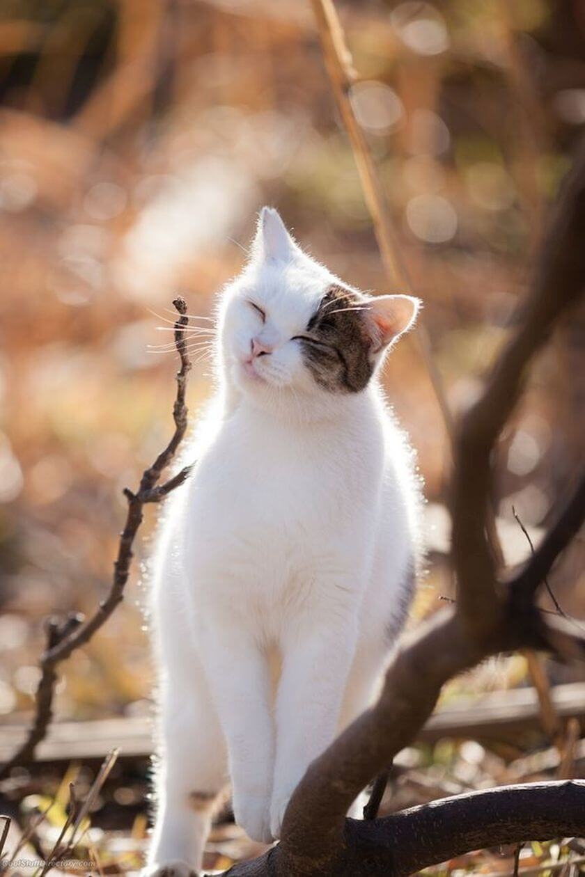 cat in sunshine enjoys chin skritches on tree branch