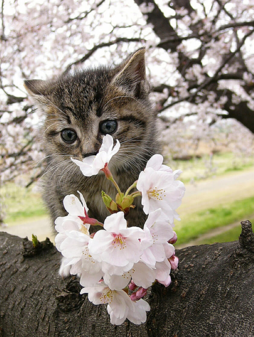 pretty little kitten kitty cat in pink tree blossoms spring time flowers