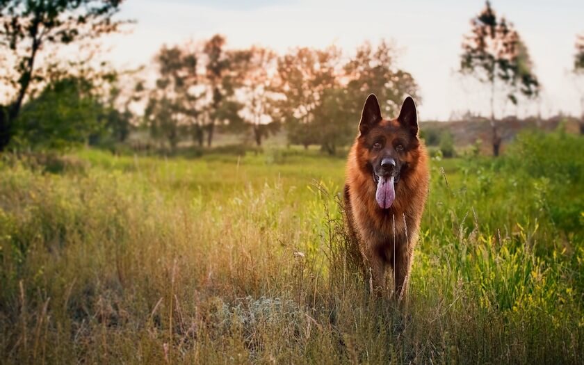 German_Shepherd_dog_at_sunset
