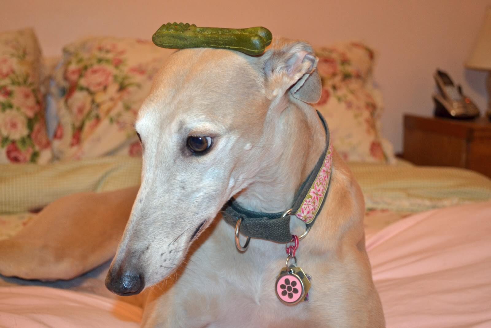 Greenies on top of dog's head