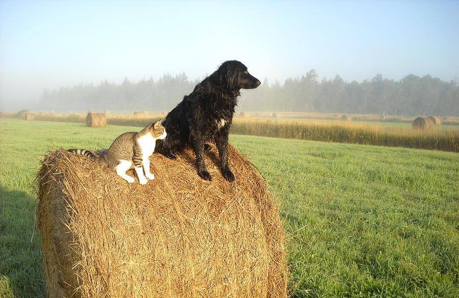 cat-and-dog-on-hay-bale-kent-lorentzen