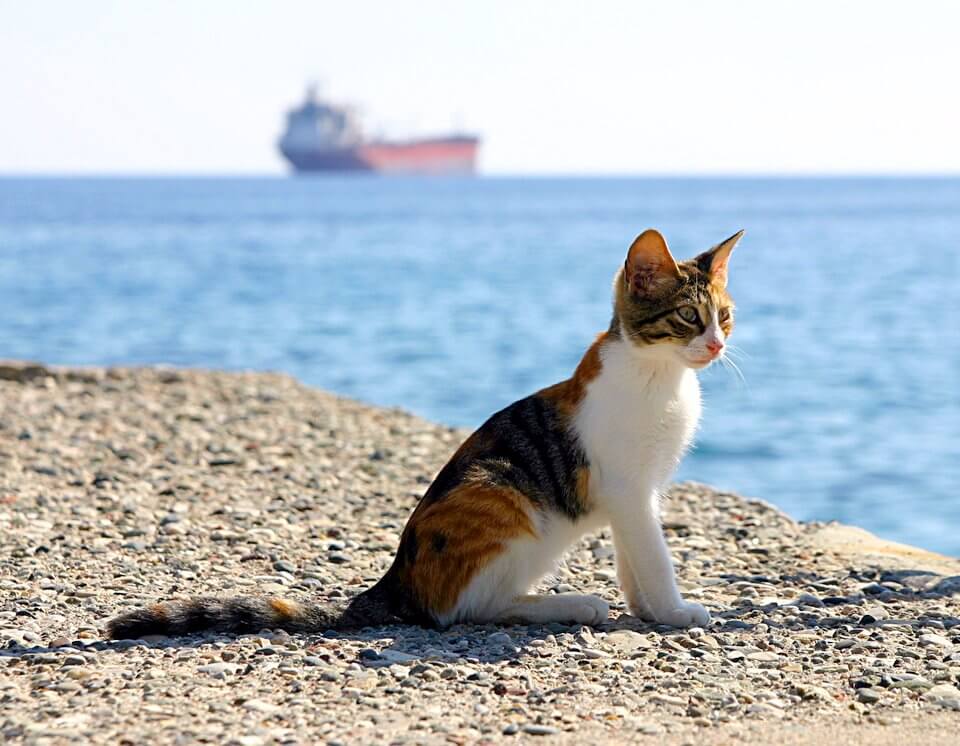 cats_animals_nature-ocean-fish-boats-thailand-cat food-nestle-fancy feast