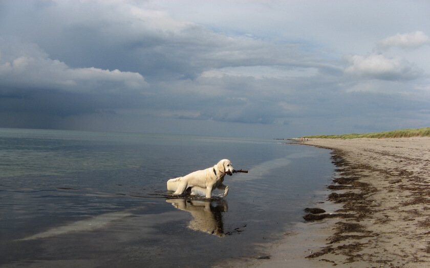 playful-dog-beach-beautiful-sand-sea-sky-beach