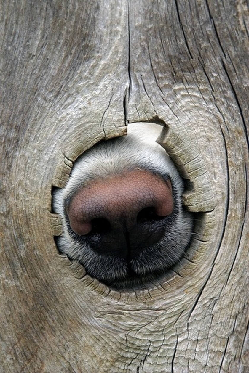 dog nose knows peeking out of hole in fence