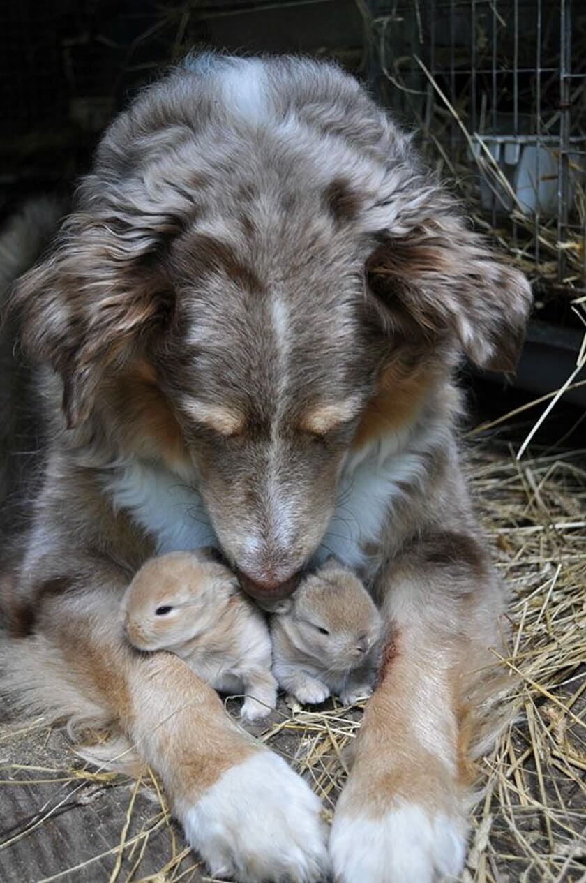 dog snuggles with baby bunnies