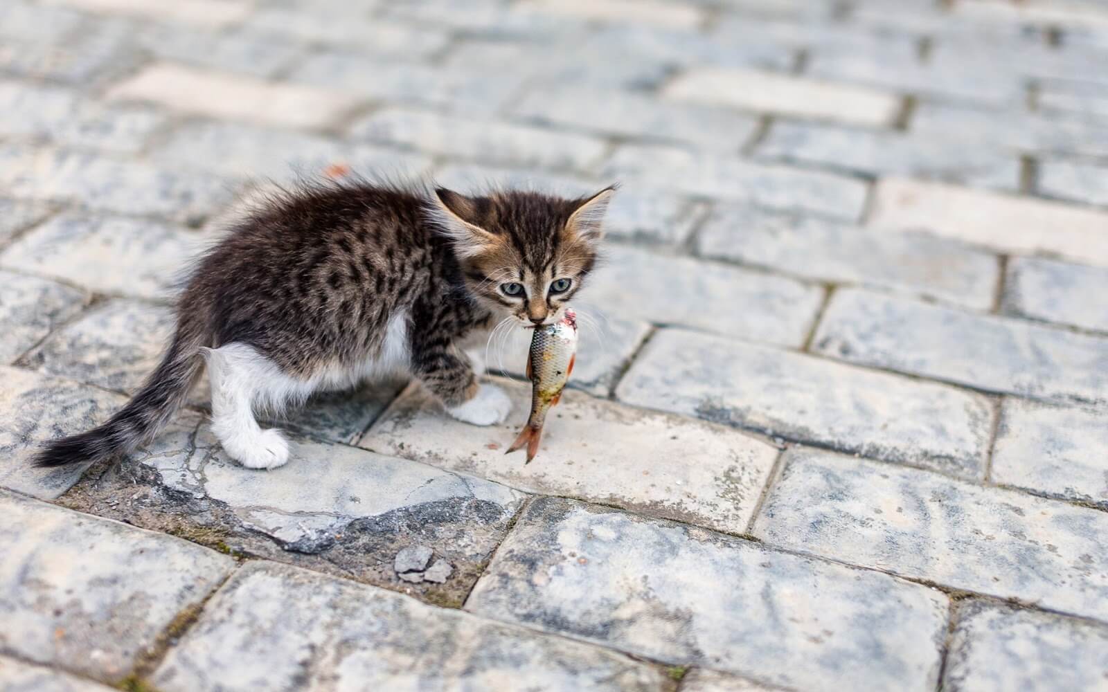 cat-with-a-fish-in-his-mouth