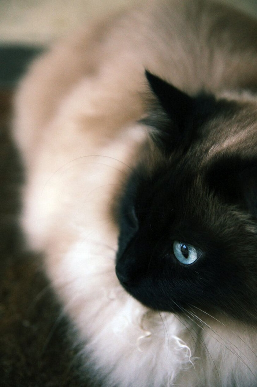 pretty kitty with blue eyes and long hair