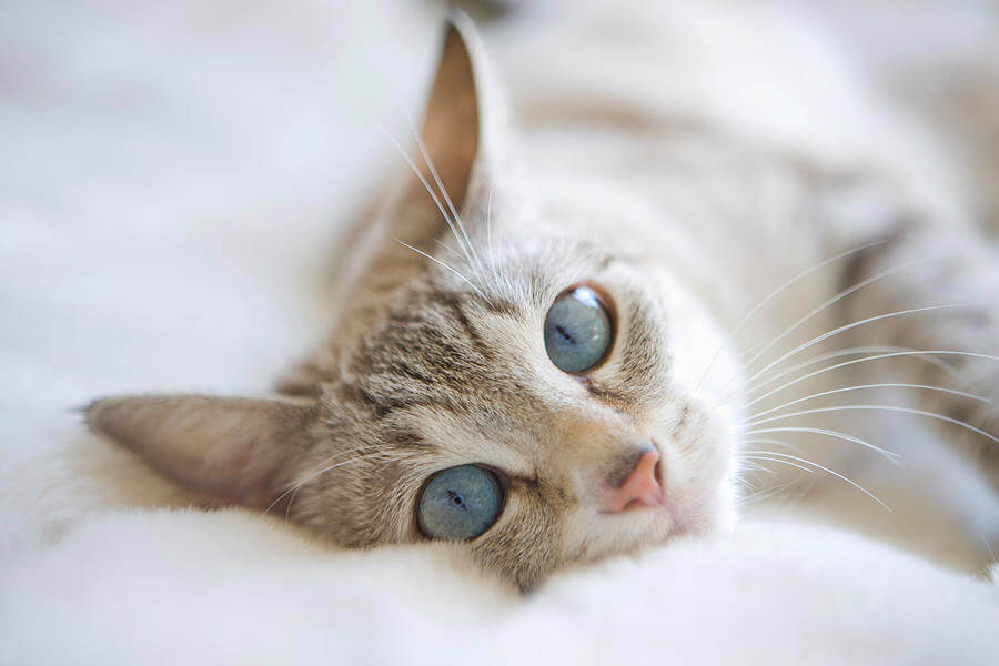 pretty-white-cat-with-blue-eyes-laying-on-couch