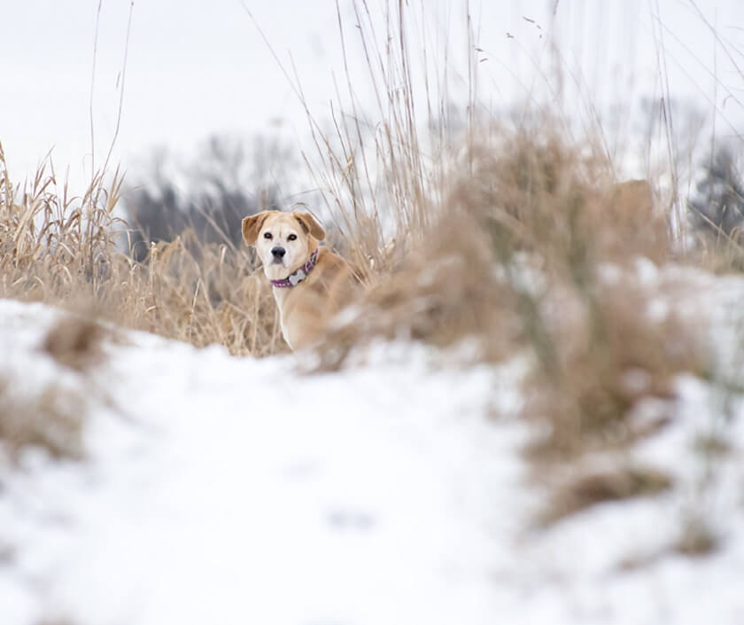 dog snow winter