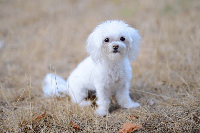 little white dog alone in a field