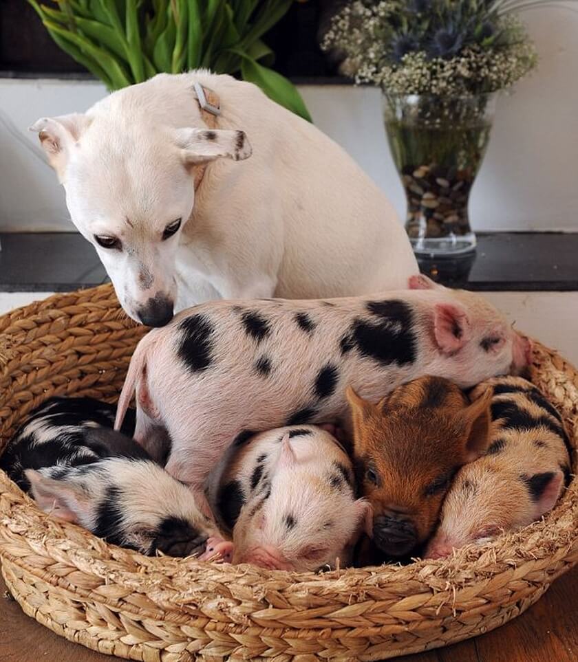 dog with baby pigs in a basket