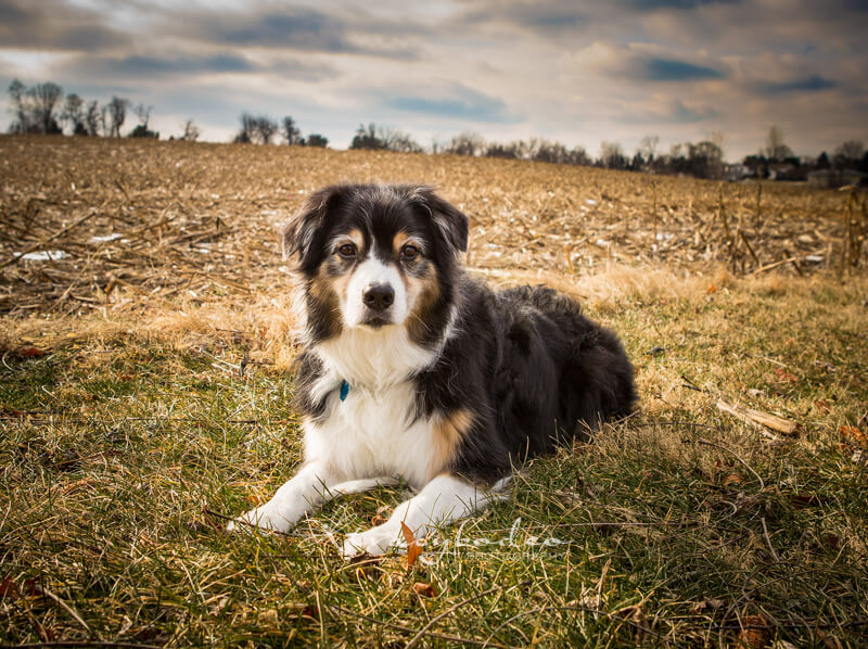 dog outdoors pretty