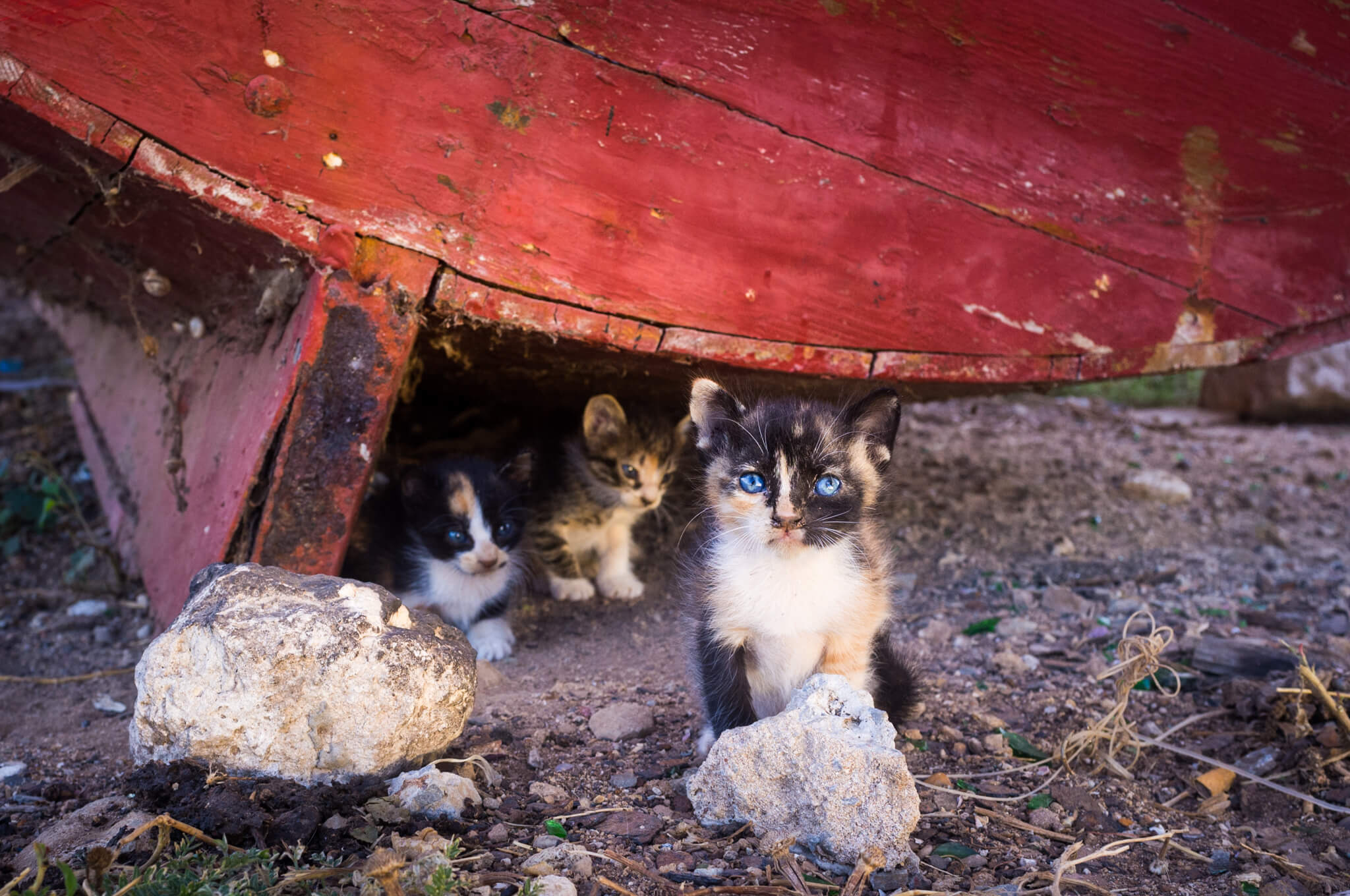 Cats and kittens underneath old fishing boat