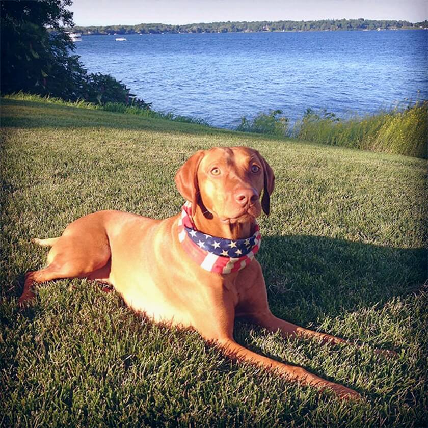 American-Flag-Dog-Bandana