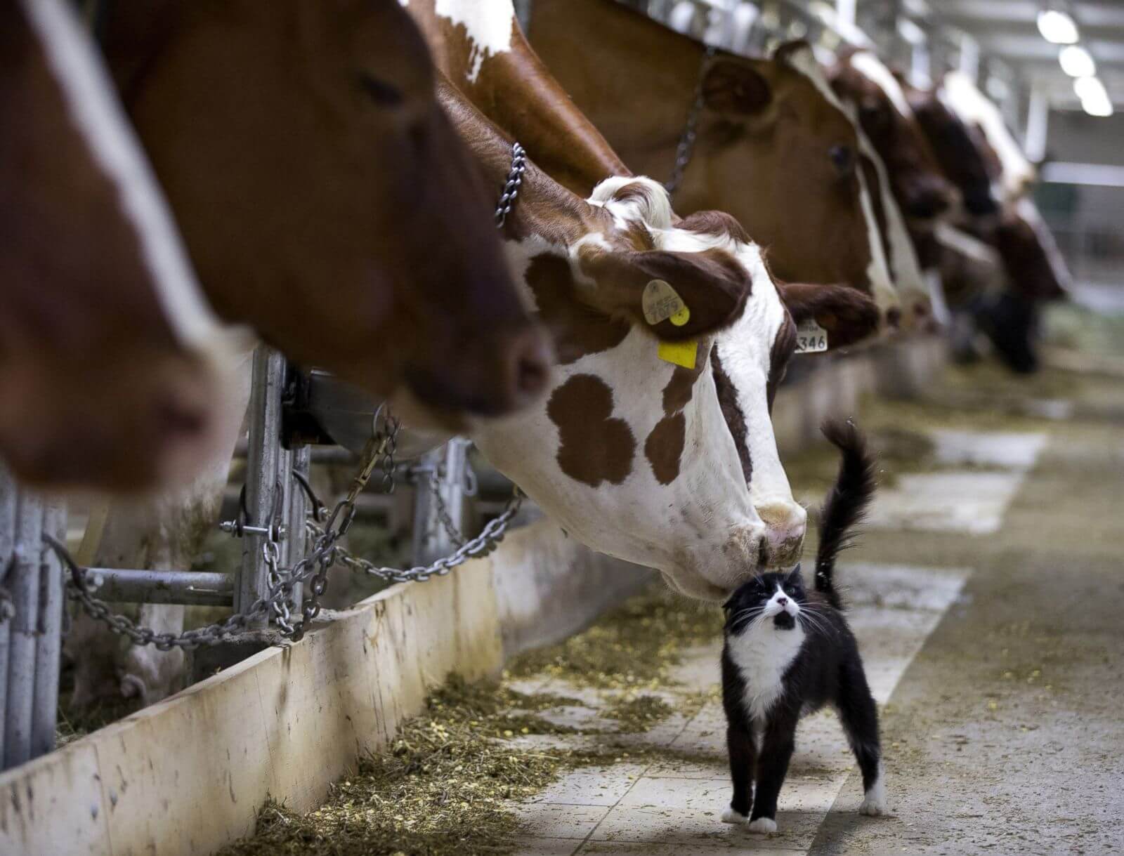 cows kitties nuzzle cat and eat the same crap