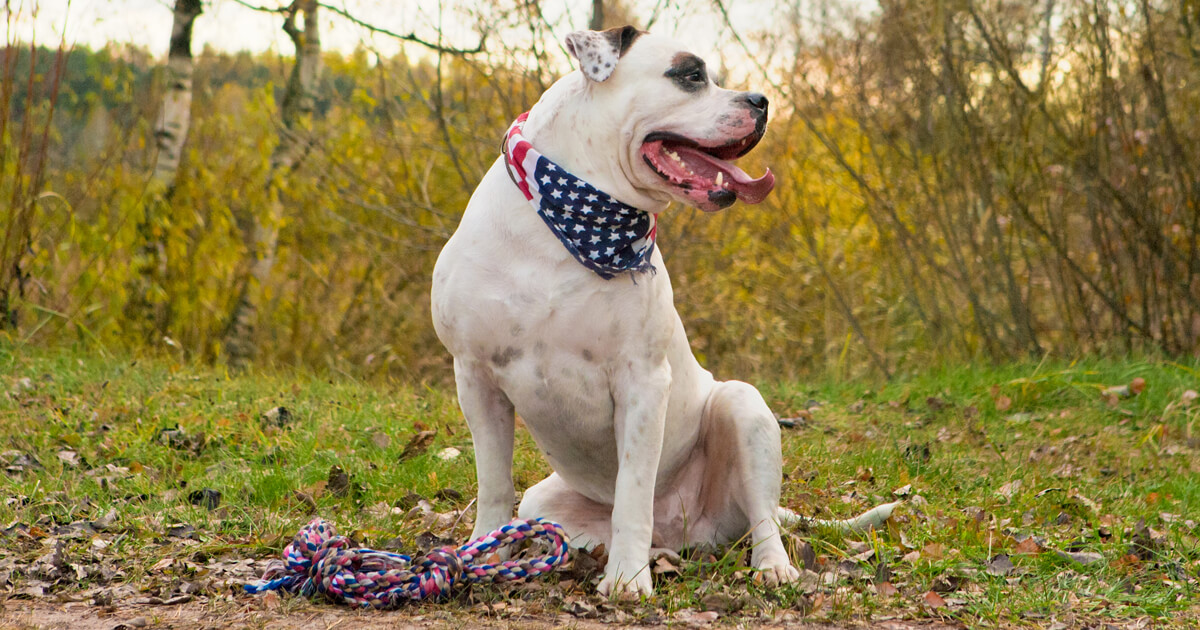 dog-with-american-flag-bandana