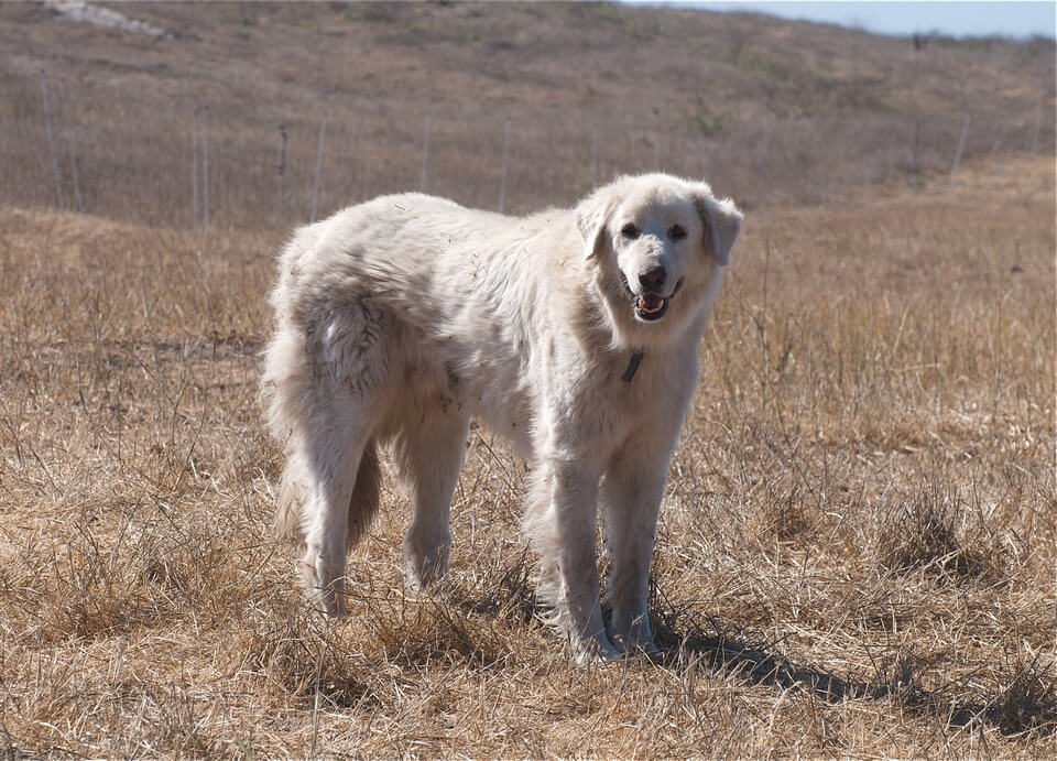 Akbash dog in field