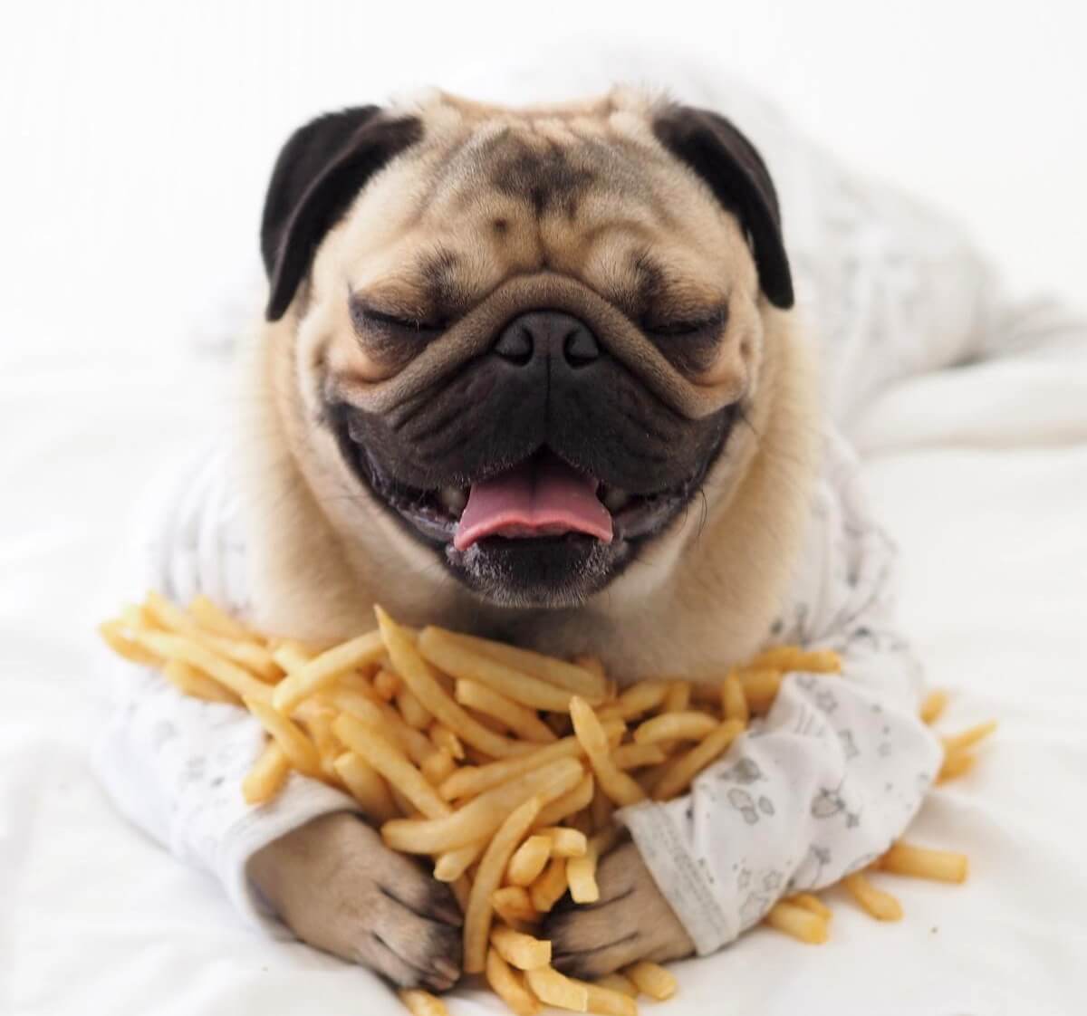 pug loves junk food french fries
