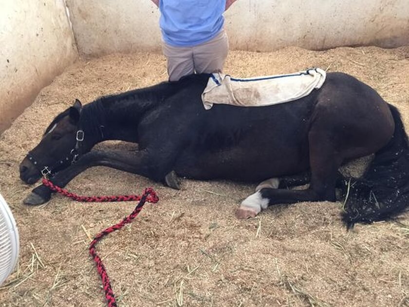 deadly horse feed