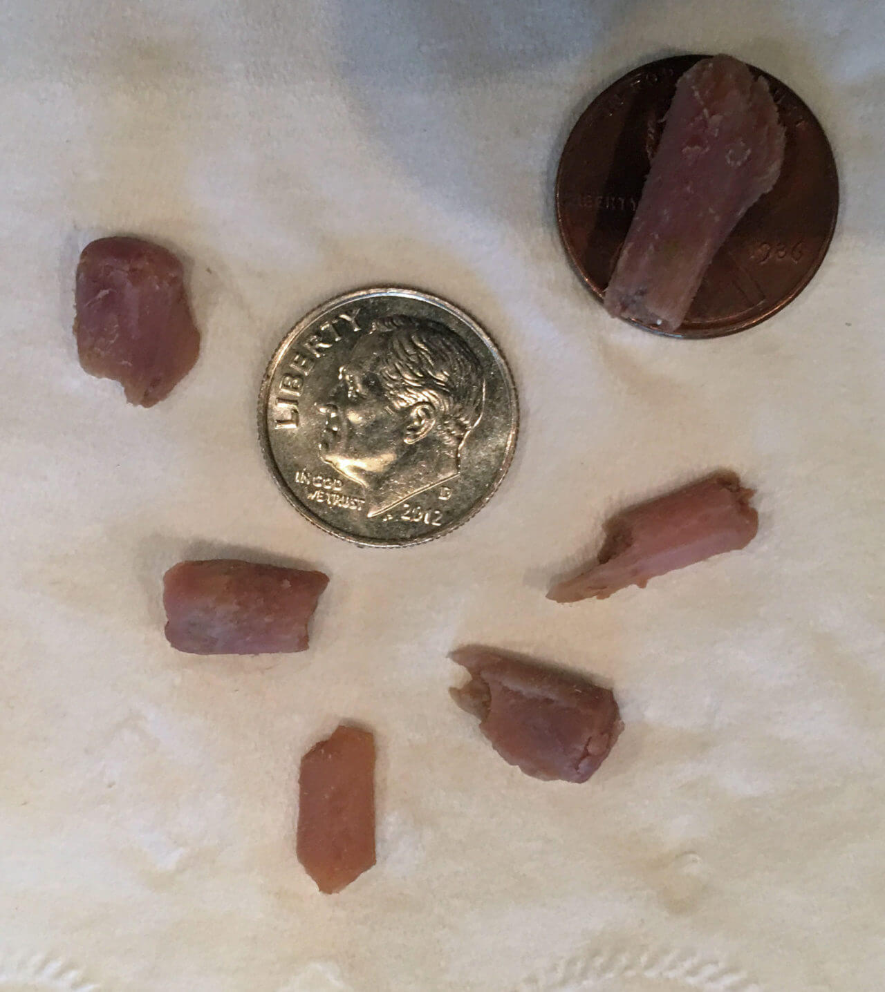 Darwin's bones