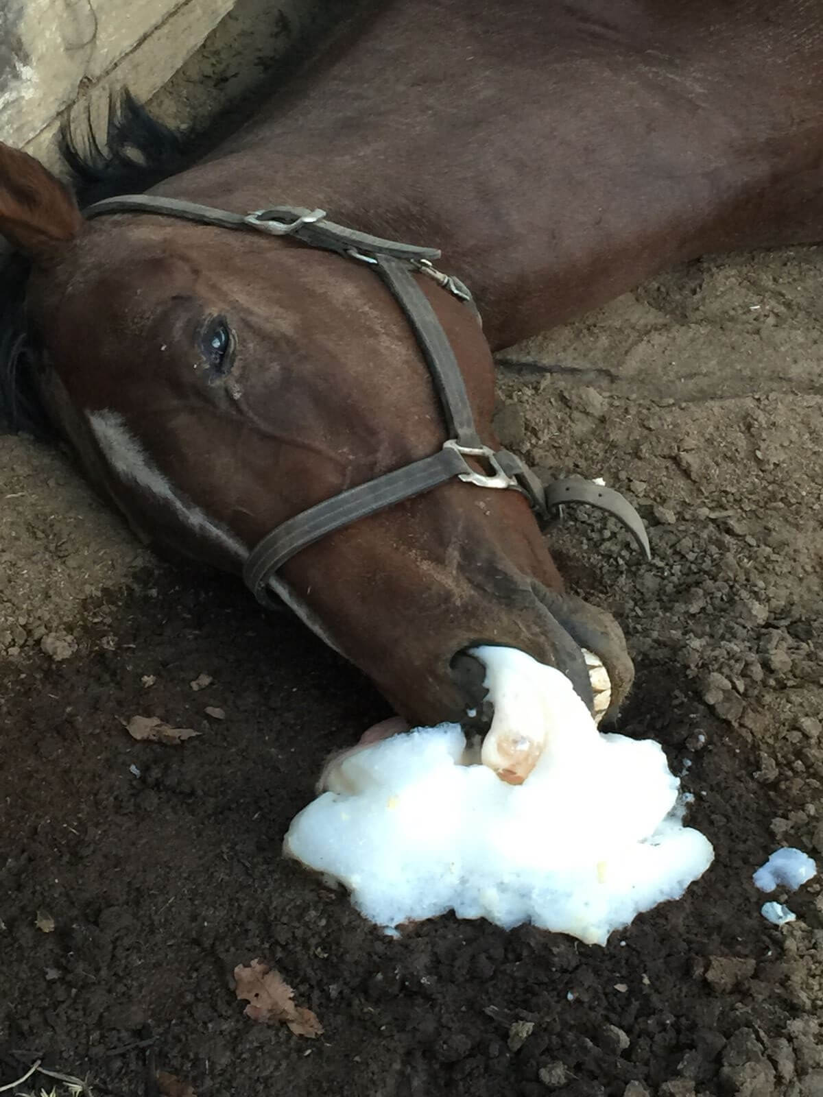 Deadly horse feed