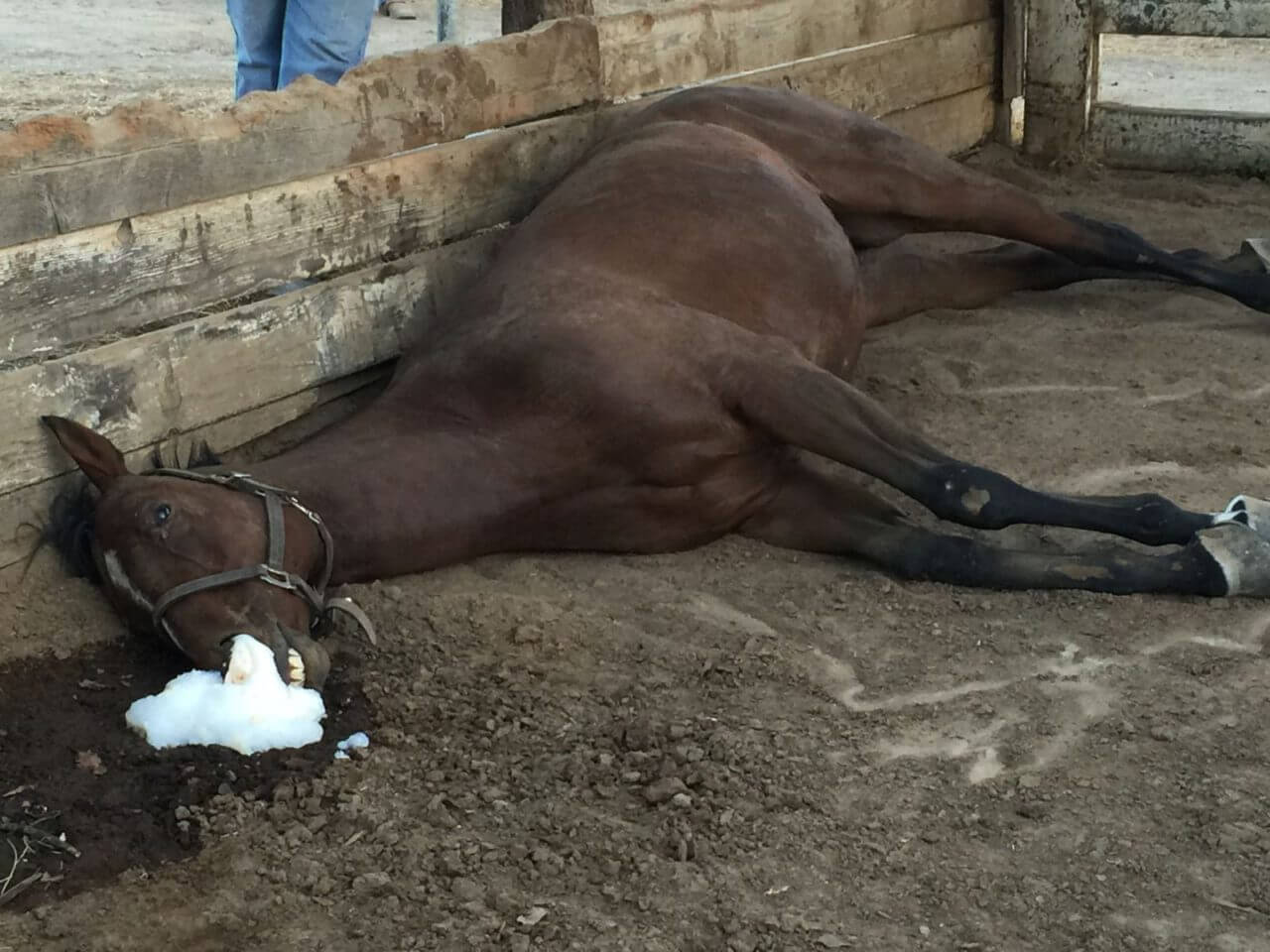 deadly horse feed