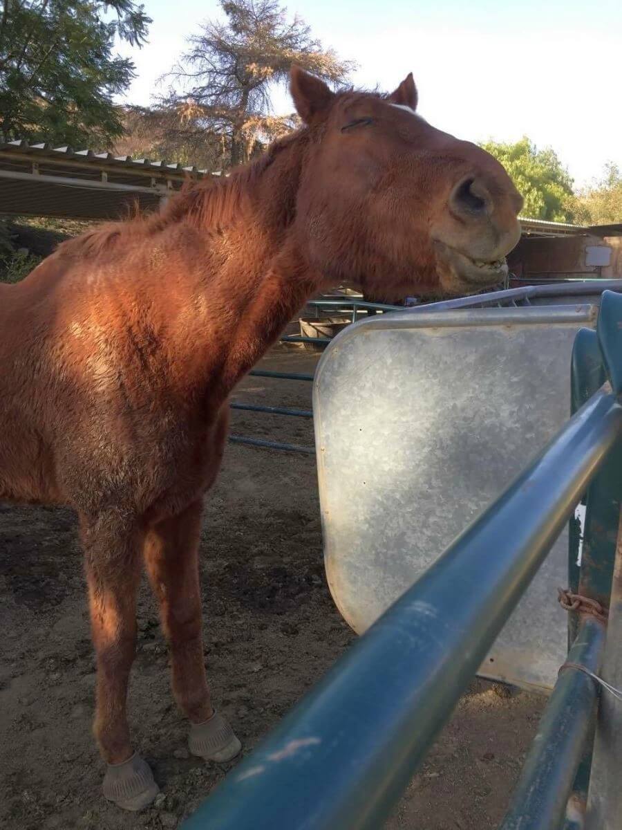 deadly horse feed