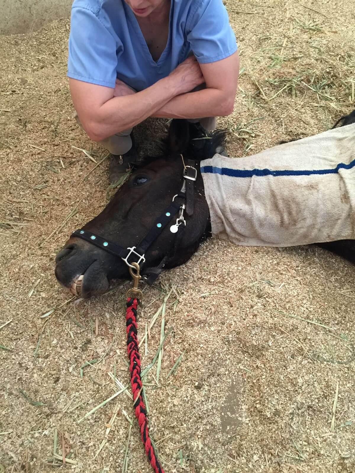 deadly horse feed