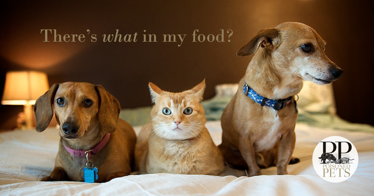 cat-dog-what's-in-pet-food