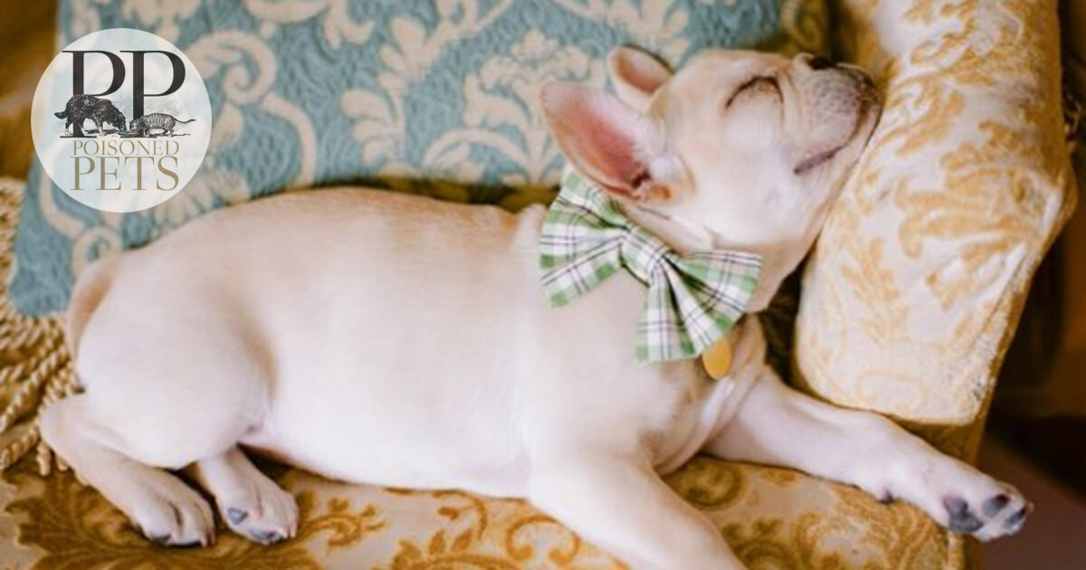 cute French-bulldog purina beneful lawsuit