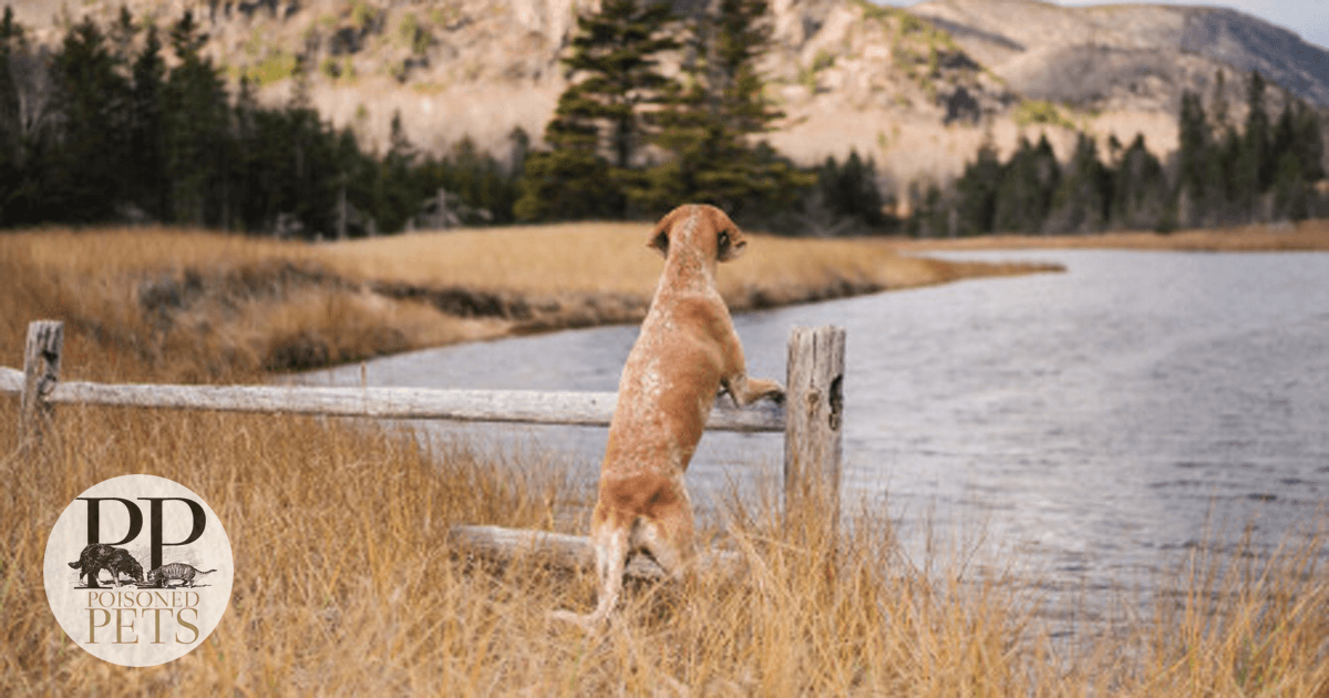 dog waiting by fence