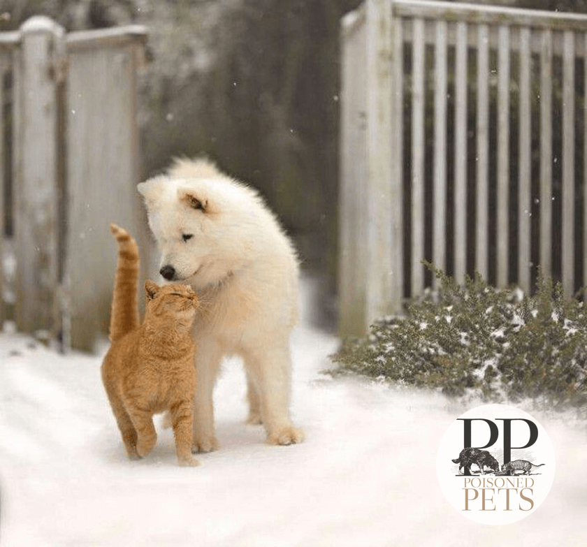 cat-dog-snow-winter-meeting