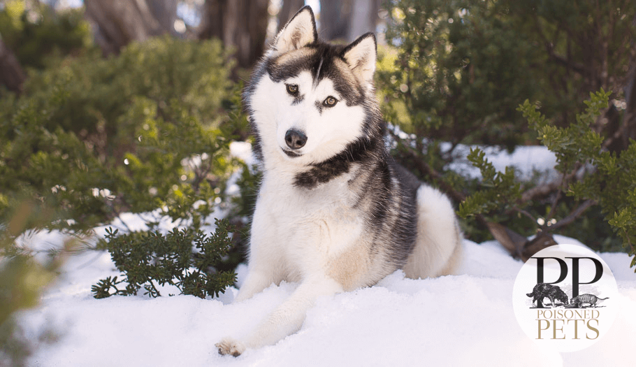 dog-snow-frozen-dog-food