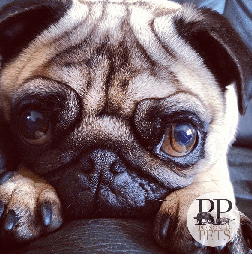 sad pug dog food recall died