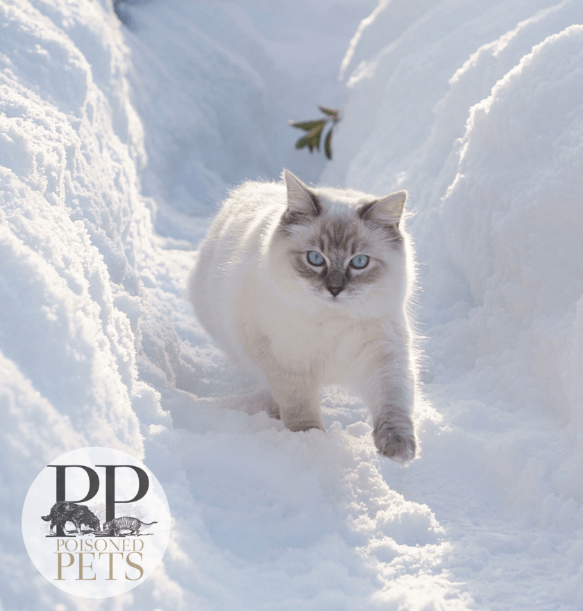white-cat-snow