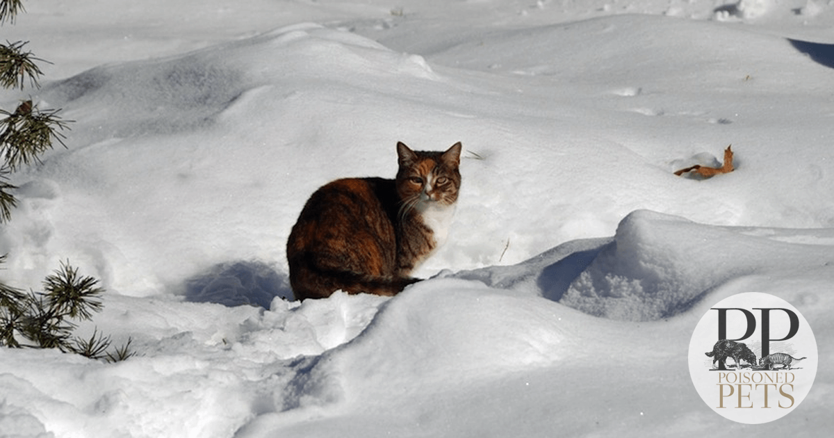 cat-snow-cat-food-recall
