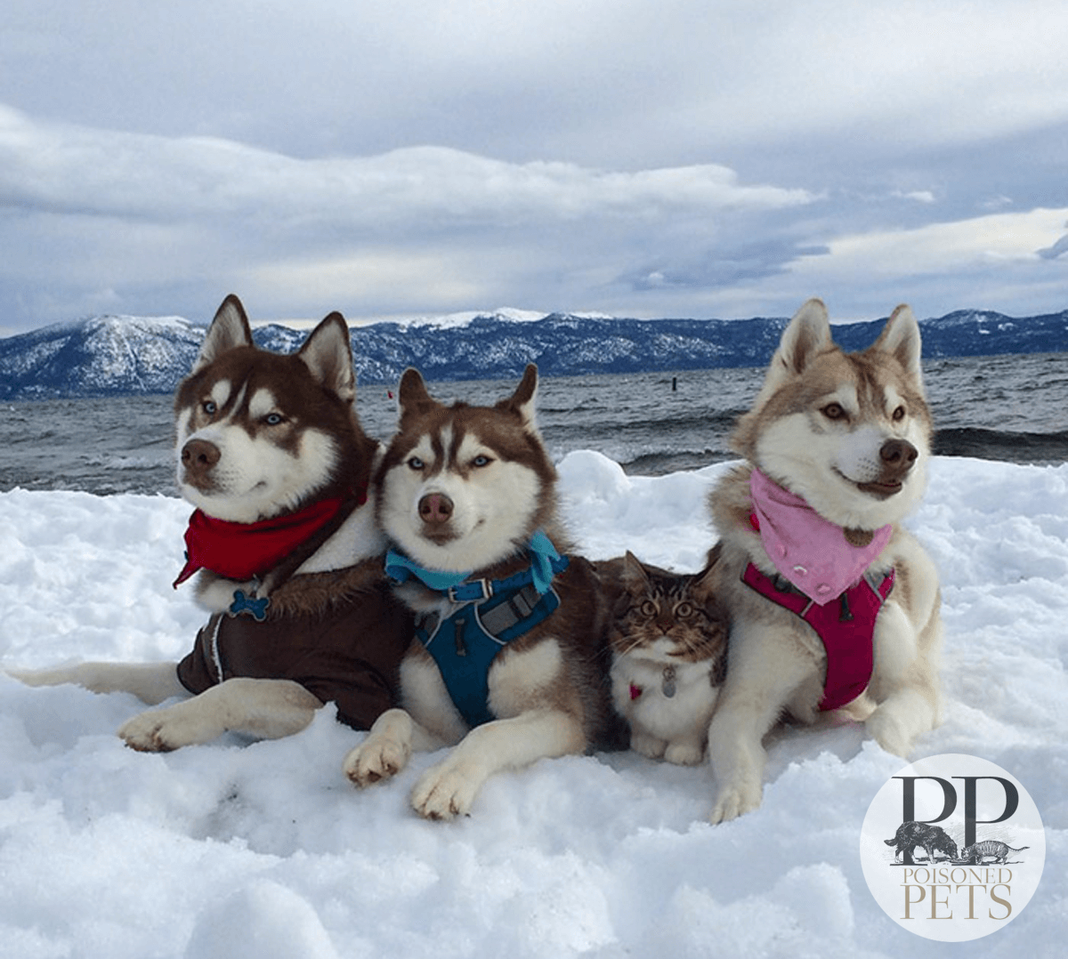 cats-dogs-snow-evanger's-recall-pet-food