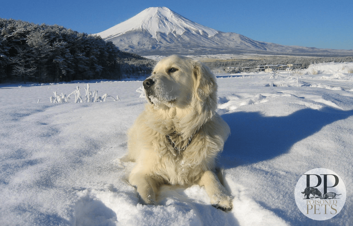dog_on_the_snow