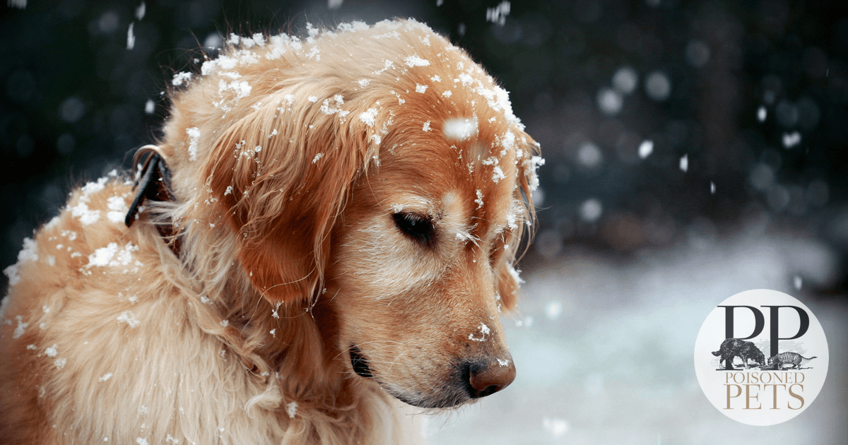 golden-retriever-puppy-snow-sad-dog-snow-dog-food-recall